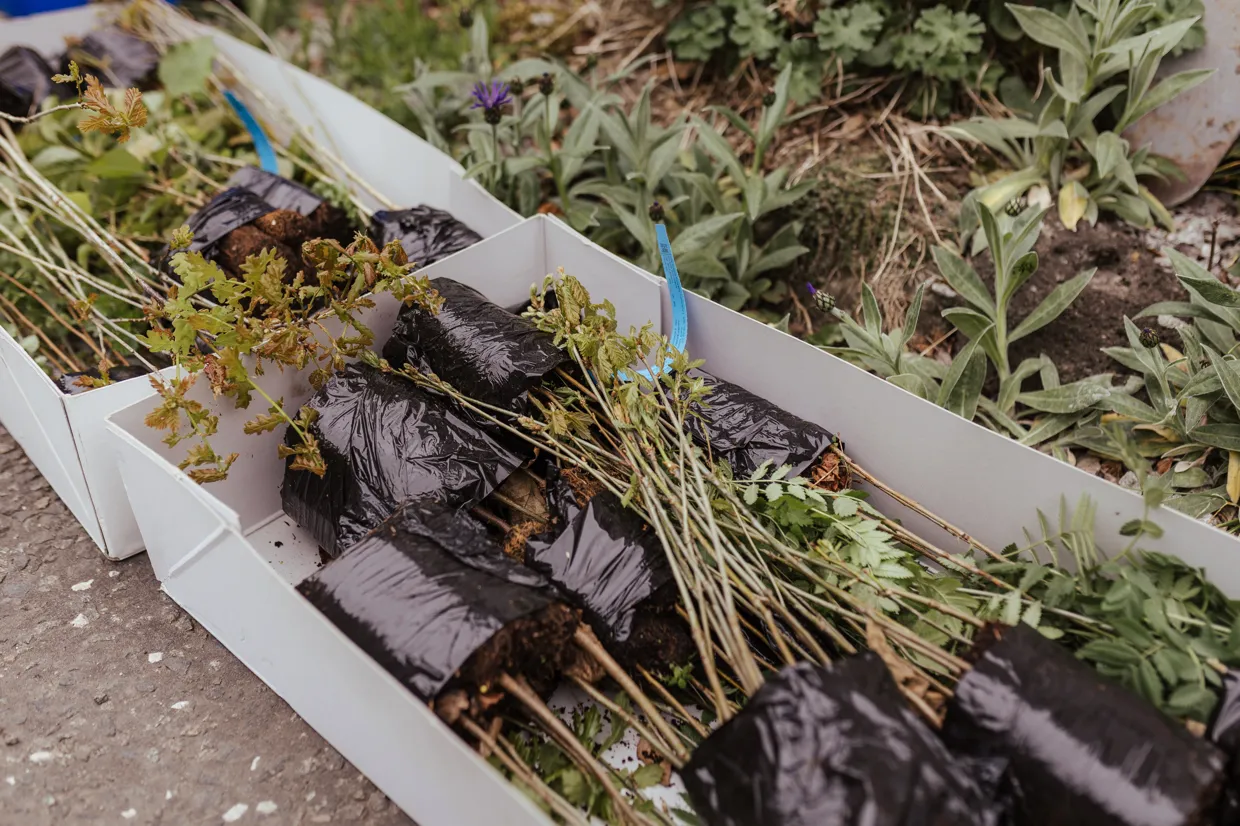 Step 2: Grow and source planting stock