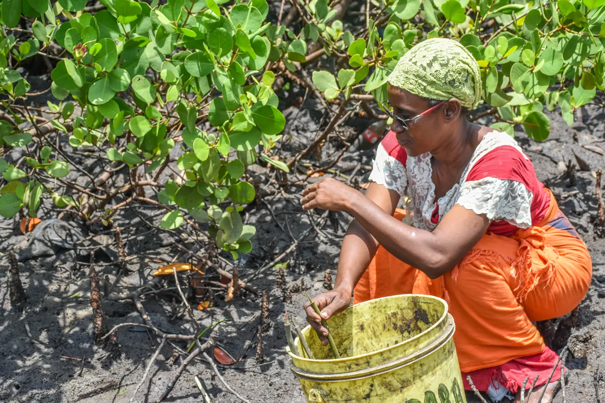 Restore Lamu’s degraded mangroves