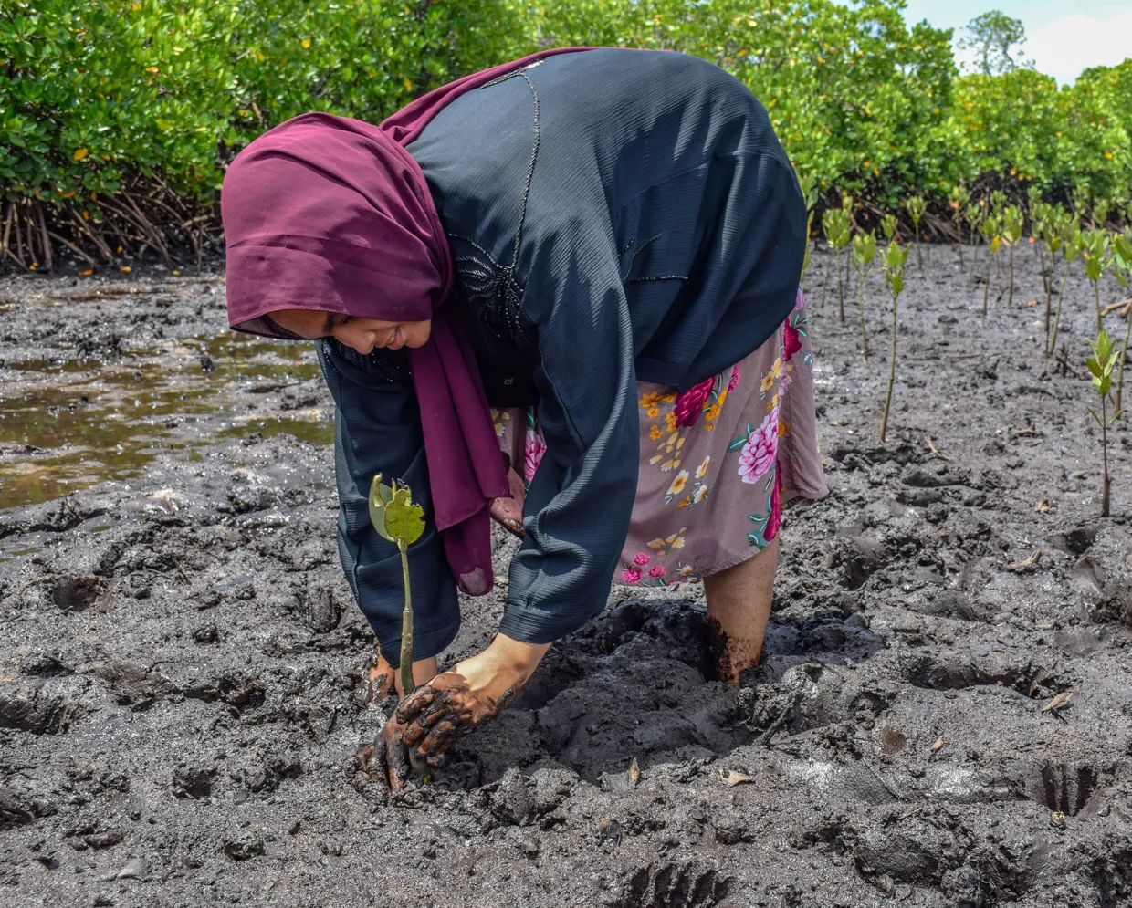 Restore hydrology to regenerate mangroves