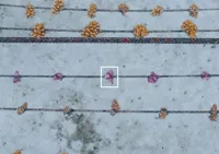 Proof 100