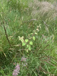 Proof 79