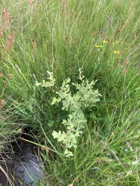 Proof 23