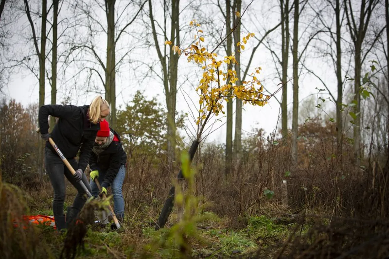 Plant food forests 